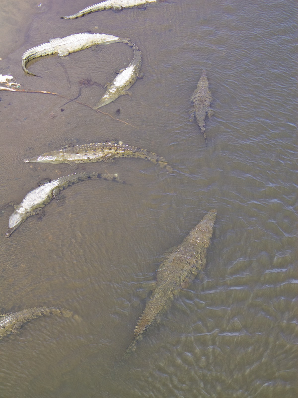 American Crocodiles In Tárcoles River